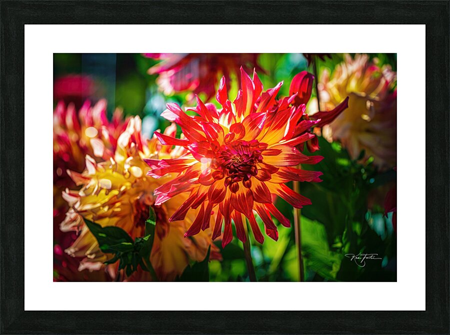 Sun on my Back Picture Frame print
