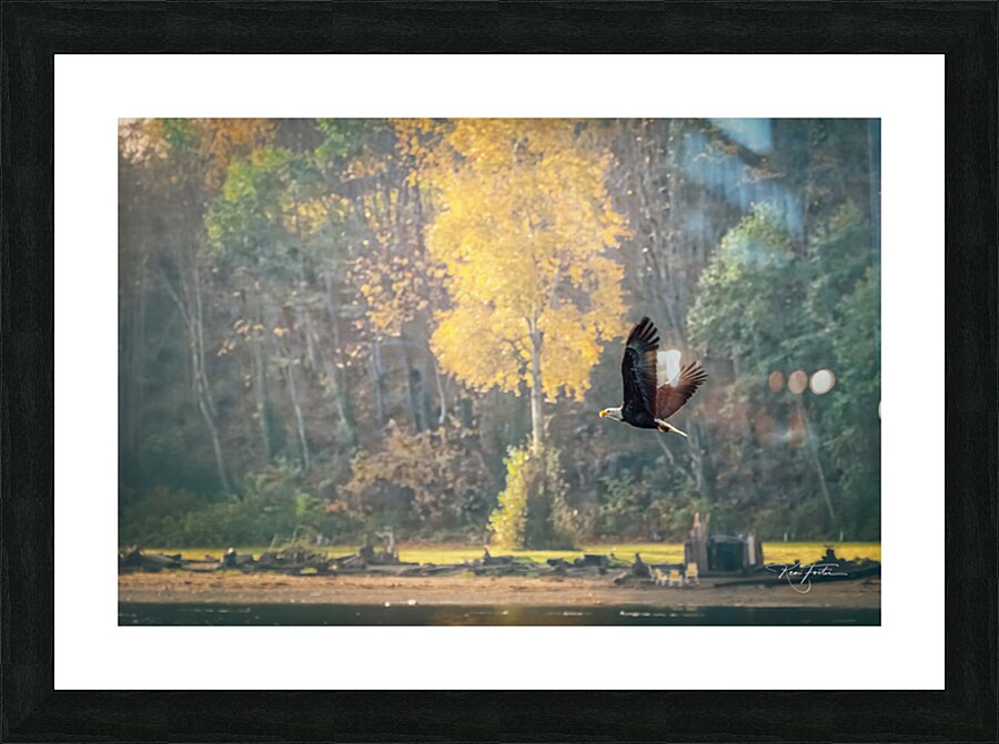 Island View Eagle Picture Frame print