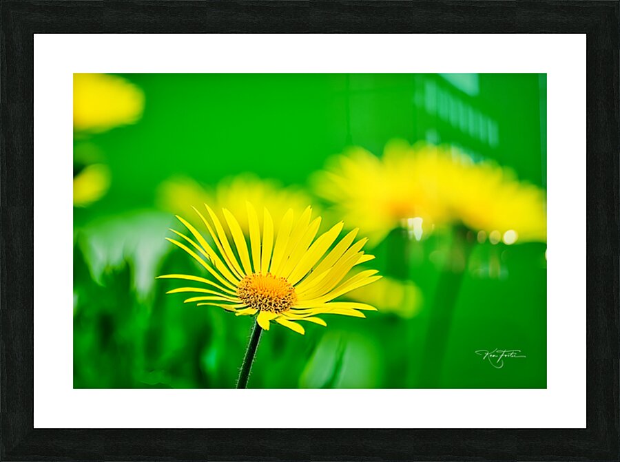 Flower Yellow Picture Frame print