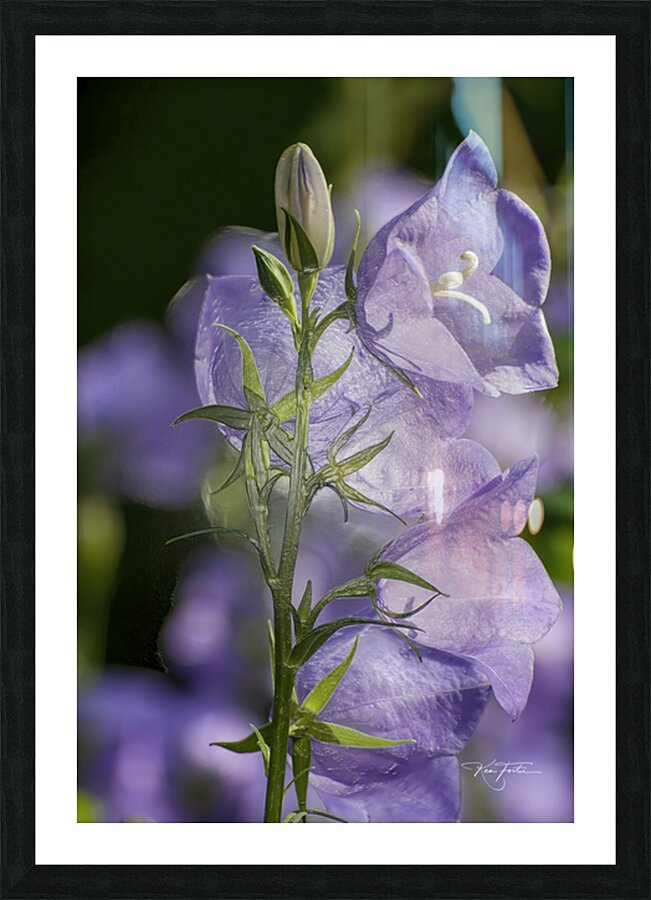 Yon Purple Bells Picture Frame print