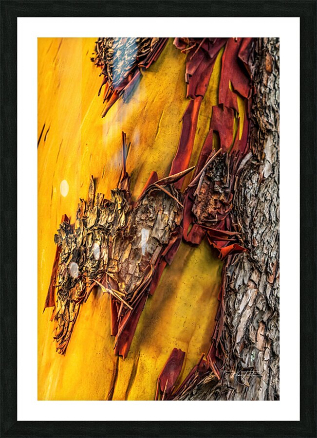Bare Patch Picture Frame print