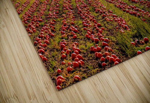 Pumpkin Morning Ken Foster puzzle