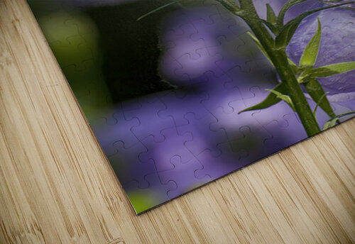 Yon Purple Bells Ken Foster puzzle