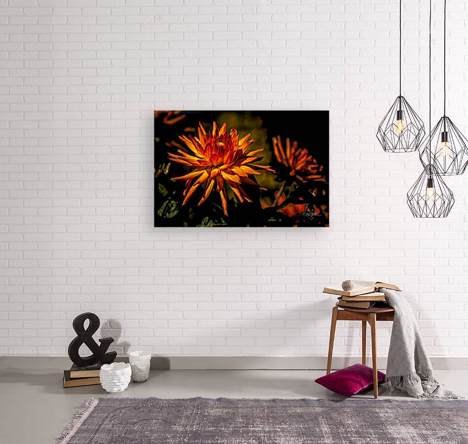 Dahlia Fire Reproduction