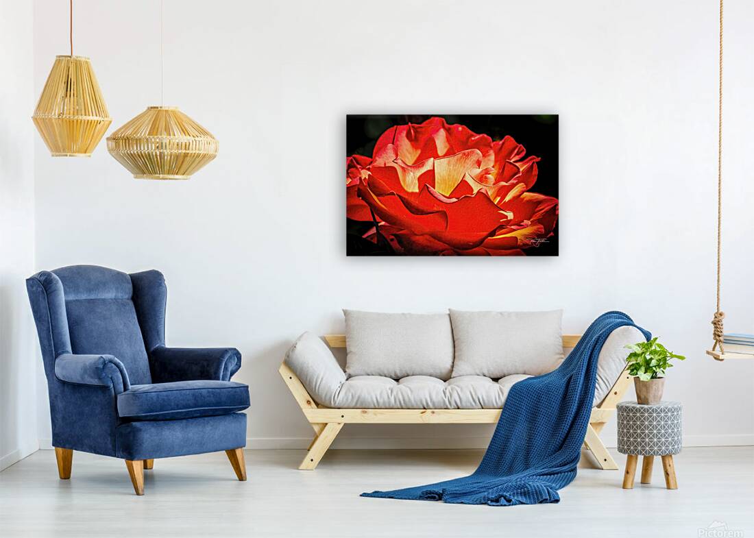 Light Rose Reproduction