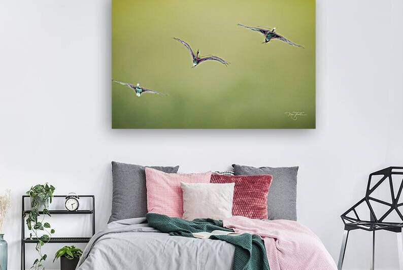 Swan Times Three by Ken Foster