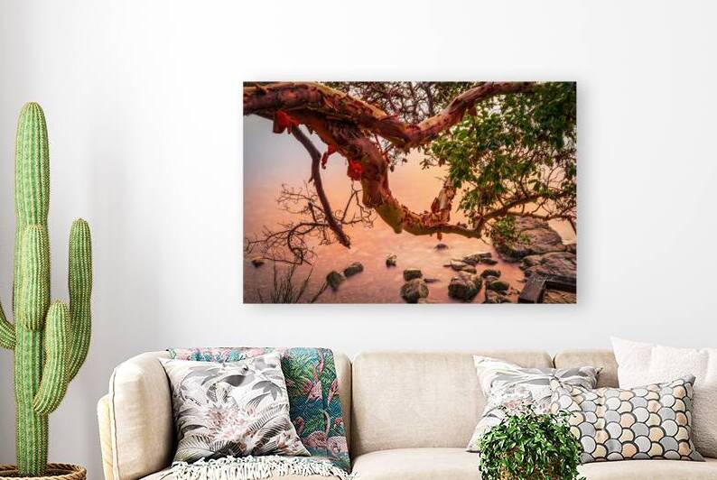 Bark Peel by Ken Foster