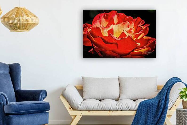 Light Rose Reproduction