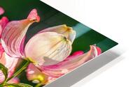 A Few Blossoms HD Metal print
