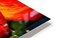 Begonia Fire HD Metal print
