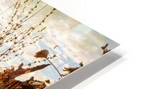 Coastal Trail HD Metal print
