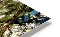Fern Path HD Metal print