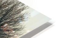 Iced Heron HD Metal print