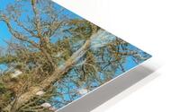 Winter Mist HD Metal print