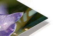 Yon Purple Bells HD Metal print