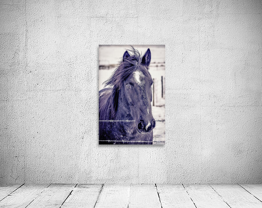 Winter Horse Wall Preview
