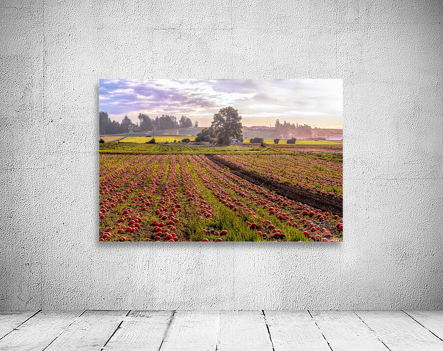 Pumpkin Morning Wall Preview