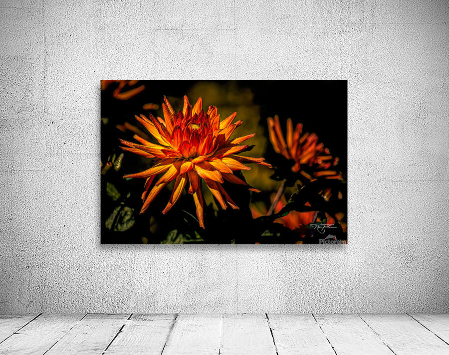 Dahlia Fire Wall Preview