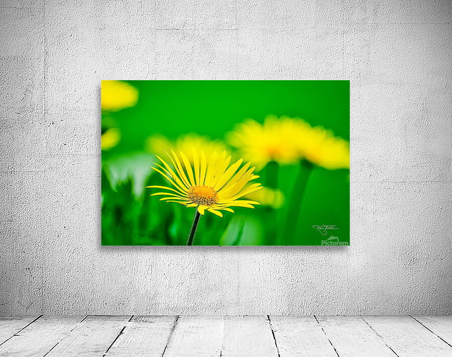 Flower Yellow Wall Preview