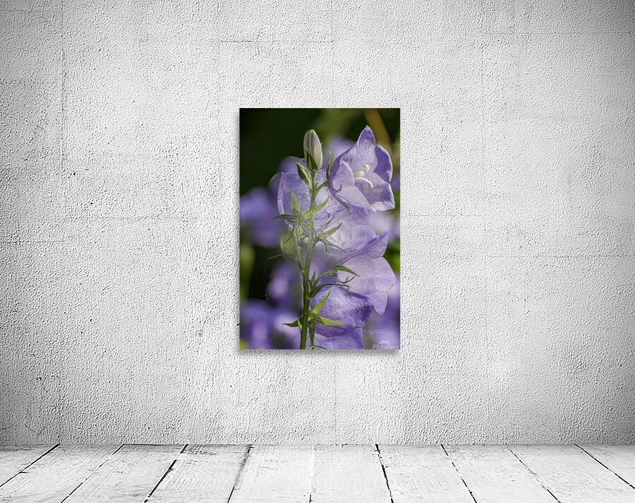 Yon Purple Bells Wall Preview