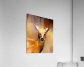 Innocence Acrylic Print