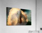 Fuzzy Duck Acrylic Print