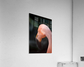 Flamingo Acrylic Print