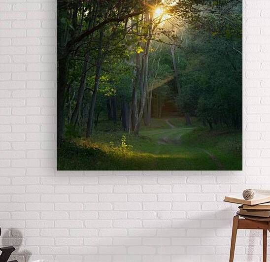 A serene and enchanting photo of a late afternoon forest with a multitude of trees. The sun casts a warm golden light through the dense canopy creating a dappled effect on the lush forest floor. The trees are an array of greens with some leaves starting t by Abdelwahab Khalil