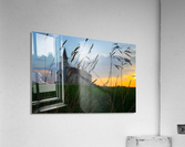 tall grass Acrylic Print