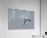 Swan in flight Acrylic Print