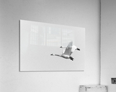 Tandem Flight Acrylic Print