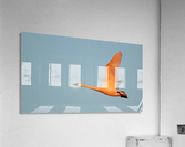 Tundra Swan Acrylic Print