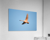 Northern Visitor Acrylic Print