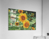 Sunshine  Acrylic Print