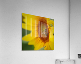 Honey Bee Acrylic Print