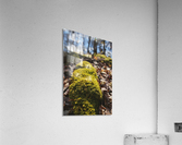 Forest floor Acrylic Print