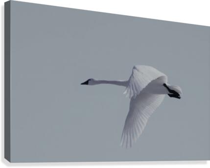 Swan in flight Canvas Print