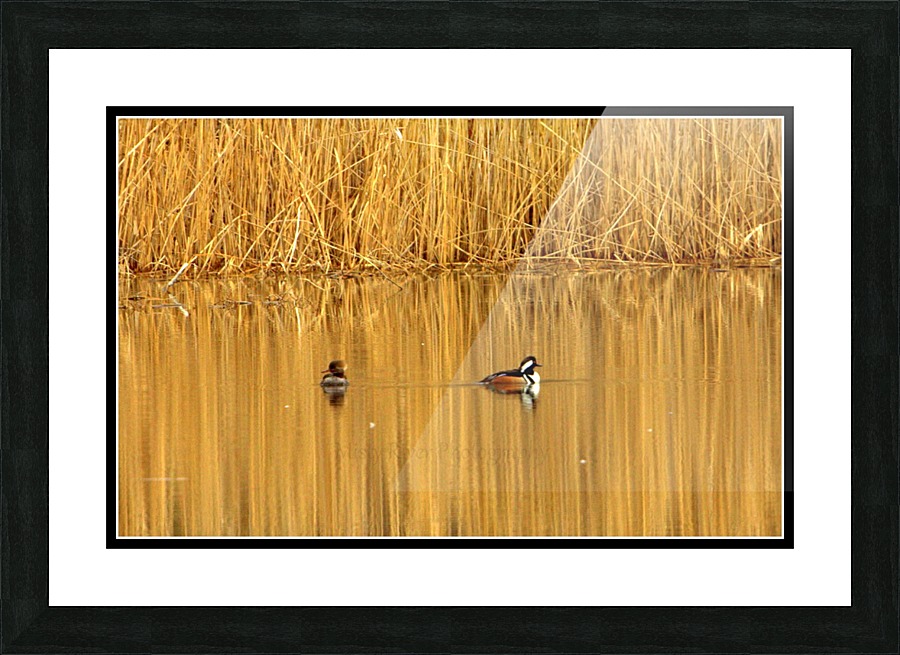 Golden Pond Picture Frame print