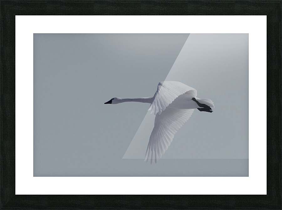 Swan in flight Picture Frame print
