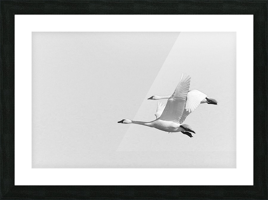 Tandem Flight Picture Frame print