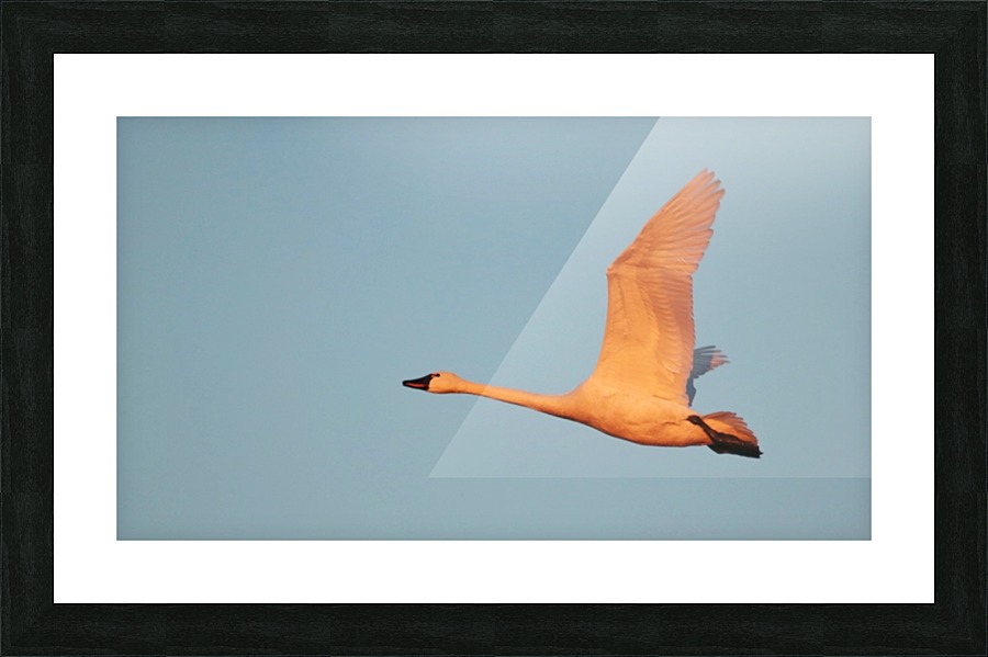 Tundra Swan Picture Frame print