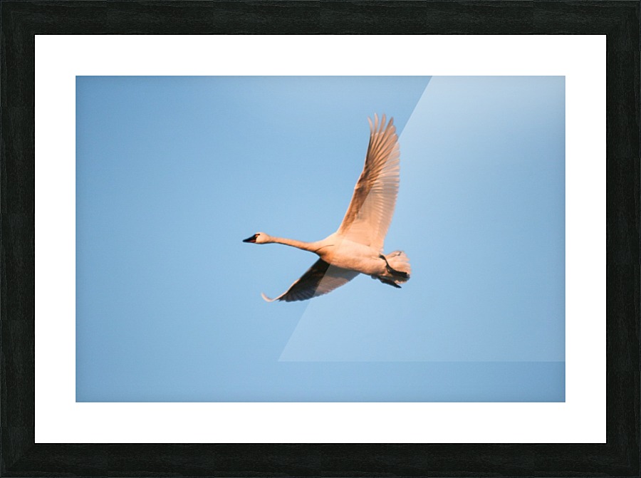 Northern Visitor Picture Frame print