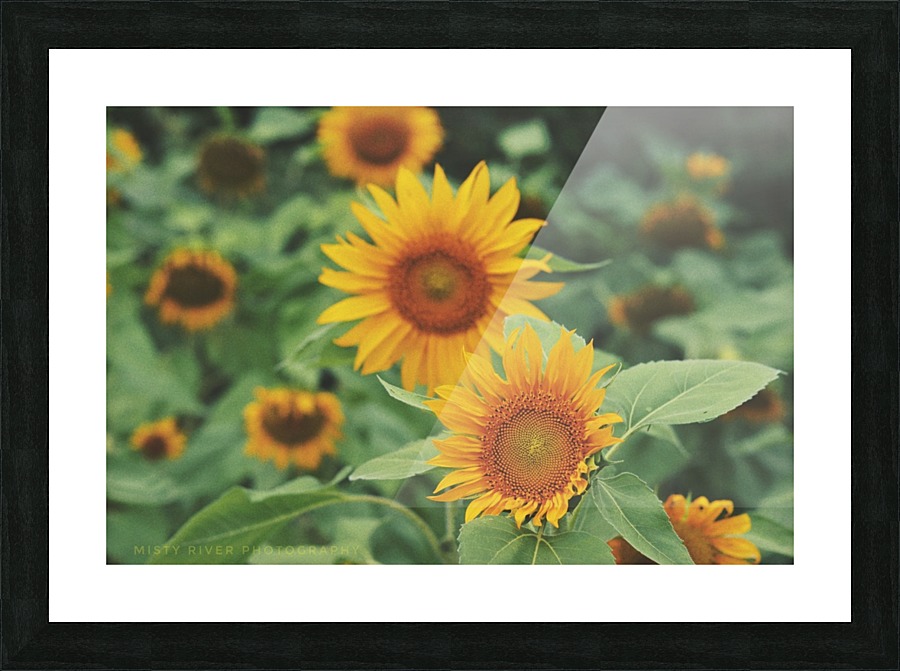 Sunshine  Picture Frame print