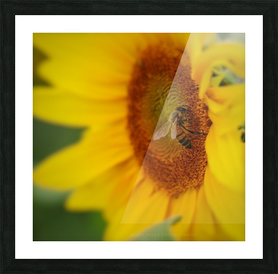 Honey Bee Picture Frame print