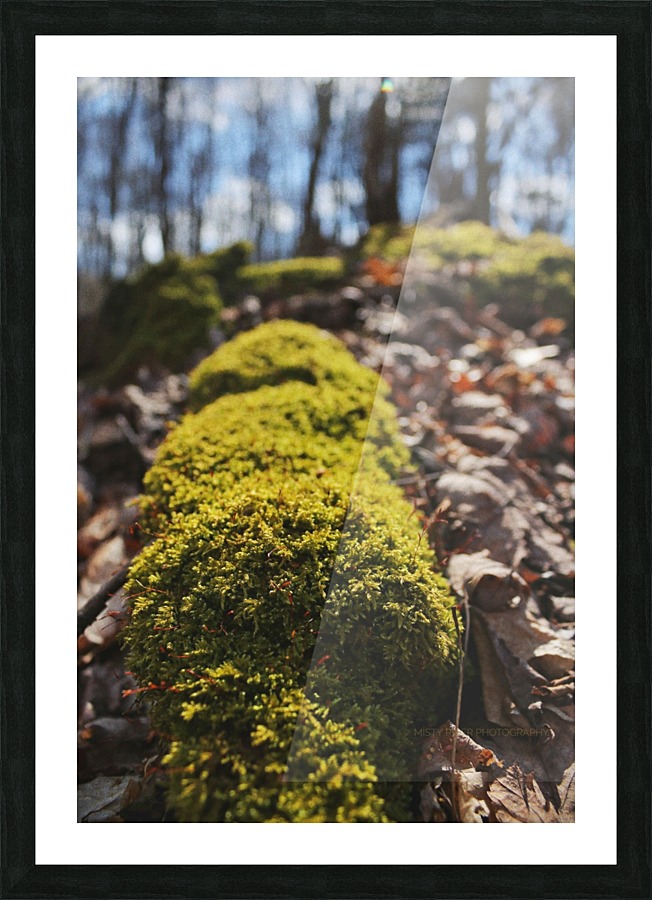 Forest floor Picture Frame print