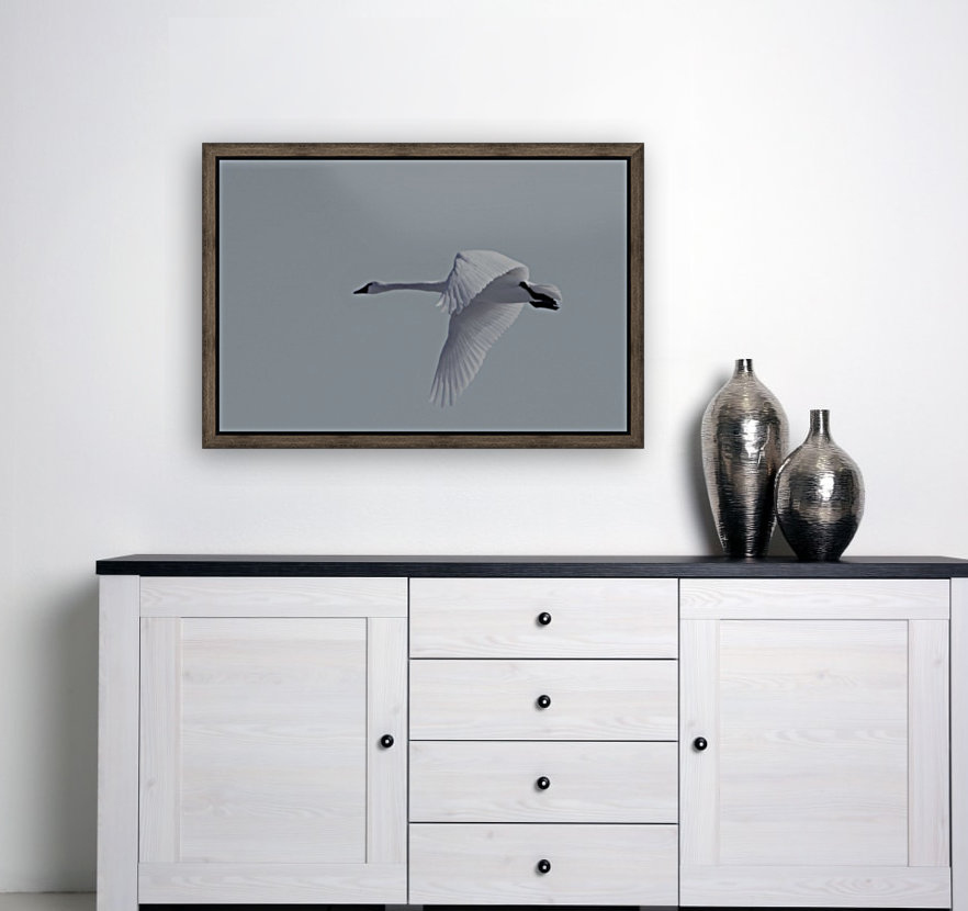 Swan in flight Reproduction