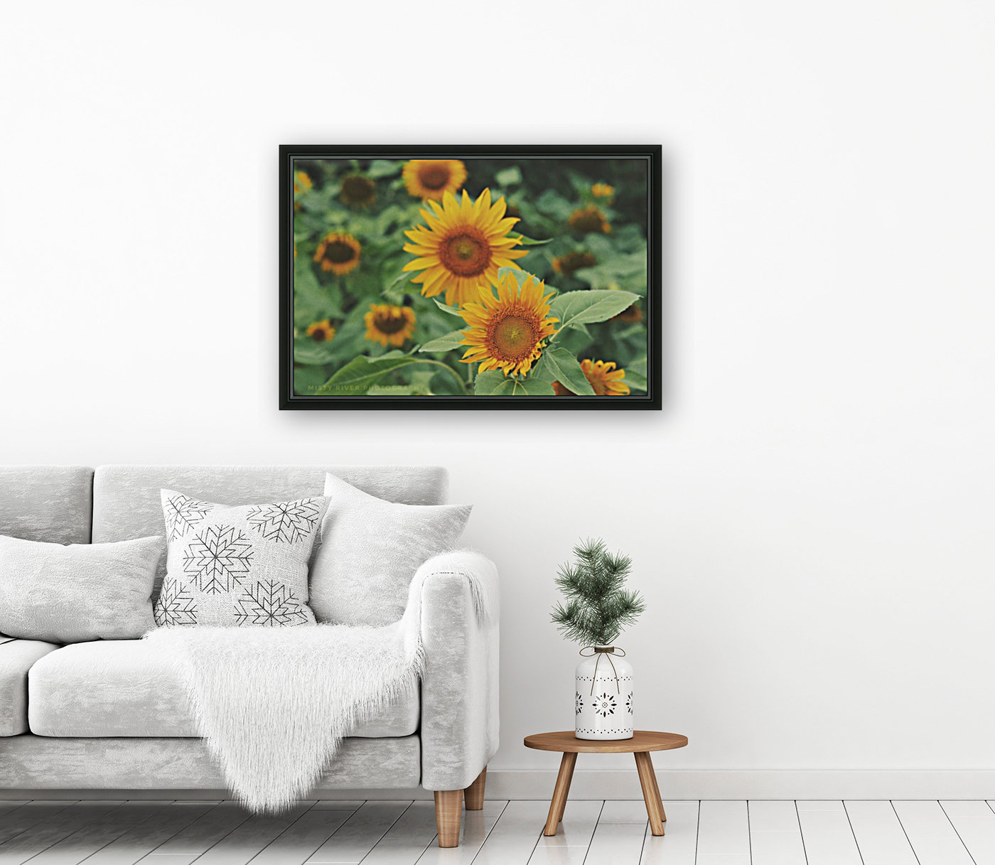 Sunshine  Reproduction