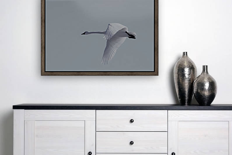 Swan in flight by Jeff Vandewyngaerde