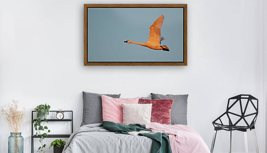 Tundra Swan by Jeff Vandewyngaerde
