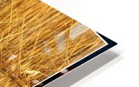 Golden Pond HD Metal print